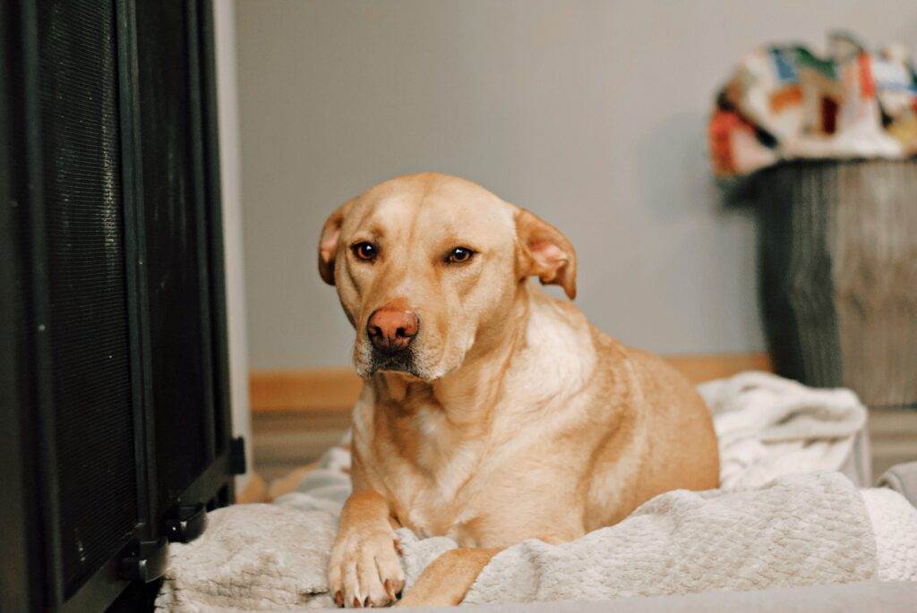 can-dogs-catch-stomach-viruses-from-humans