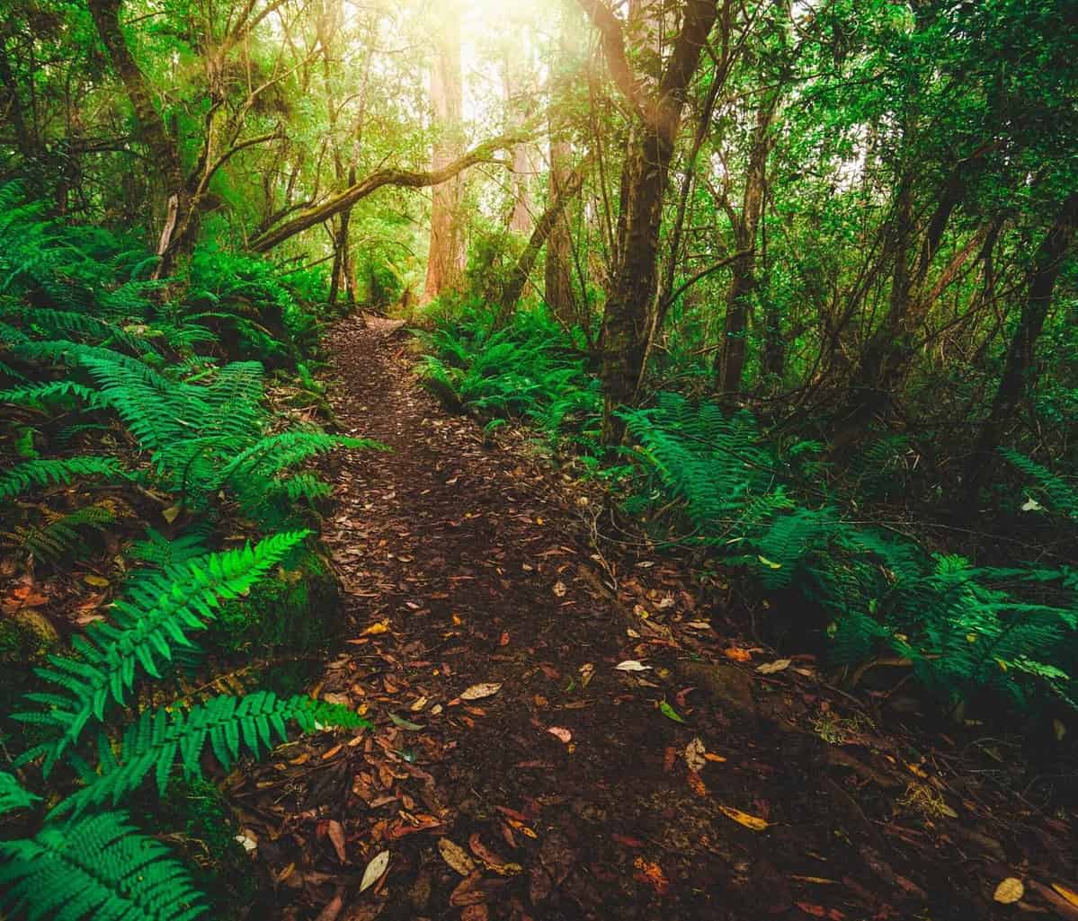 Astonishing Mysteries About the Amazon Rainforest in Brazil No One is ...