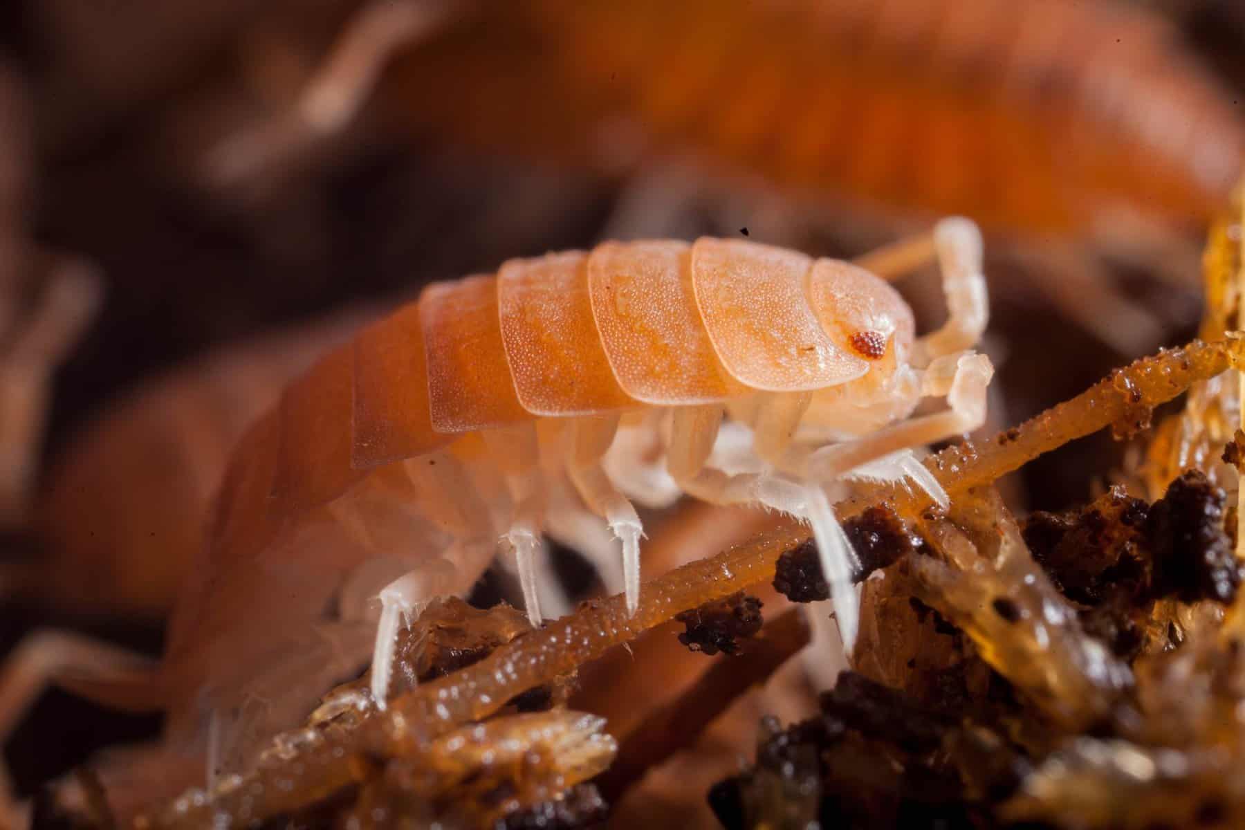 The Complete Guide to Taking Care of Giant Orange Isopods - Icy Whiz